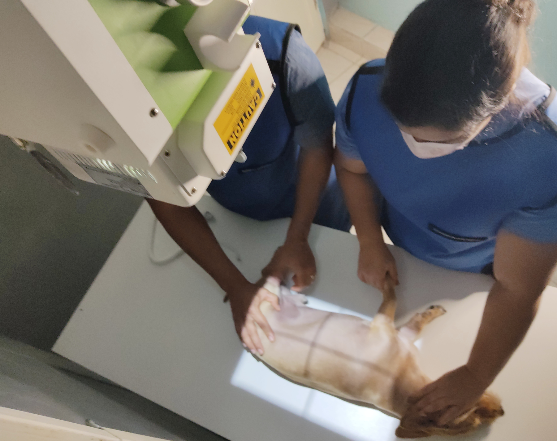 Consulta veterinaria de calidad